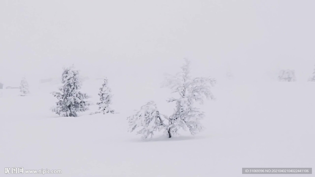 積雪覆蓋的鄉村樹林