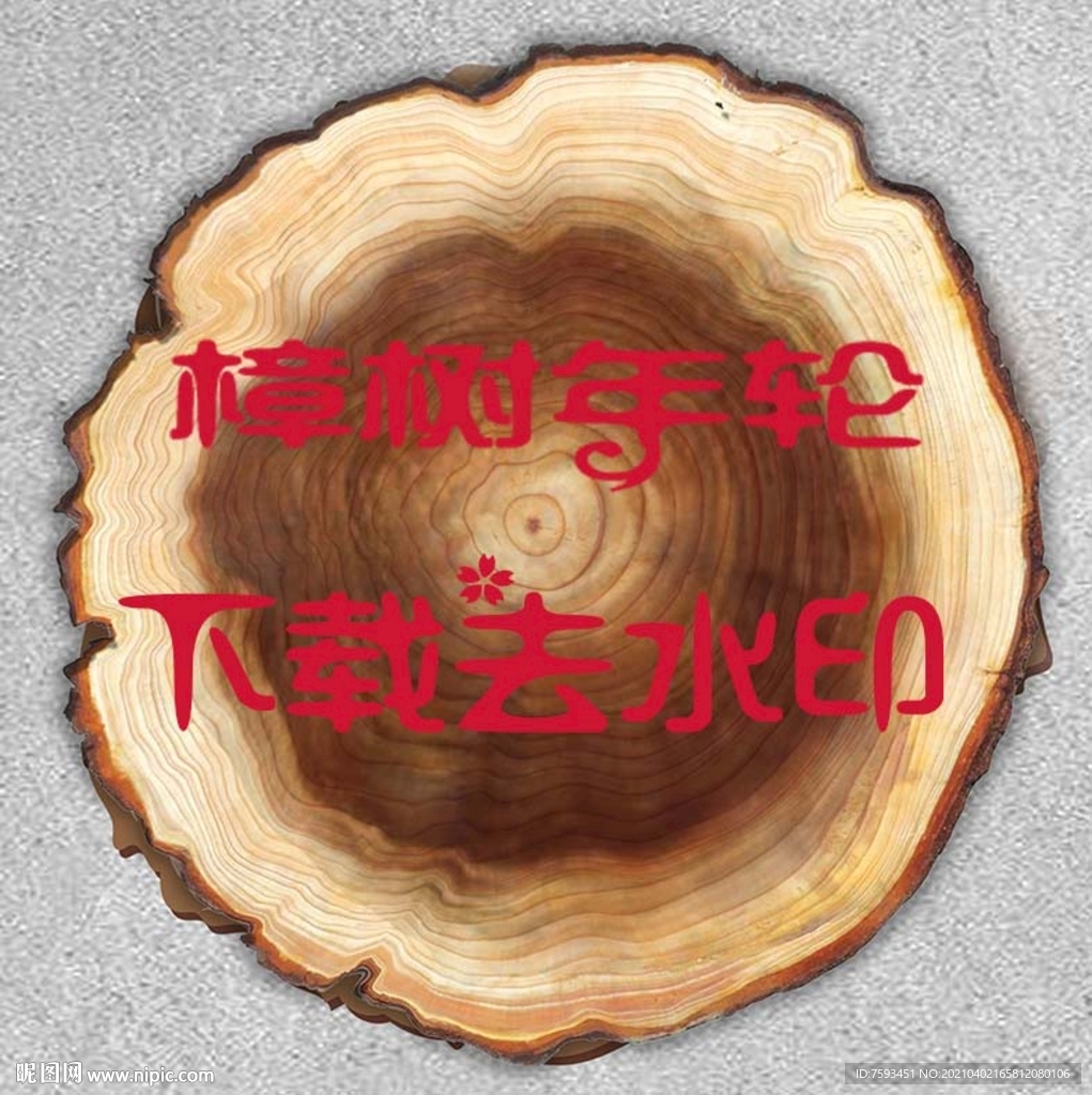 樟樹年輪