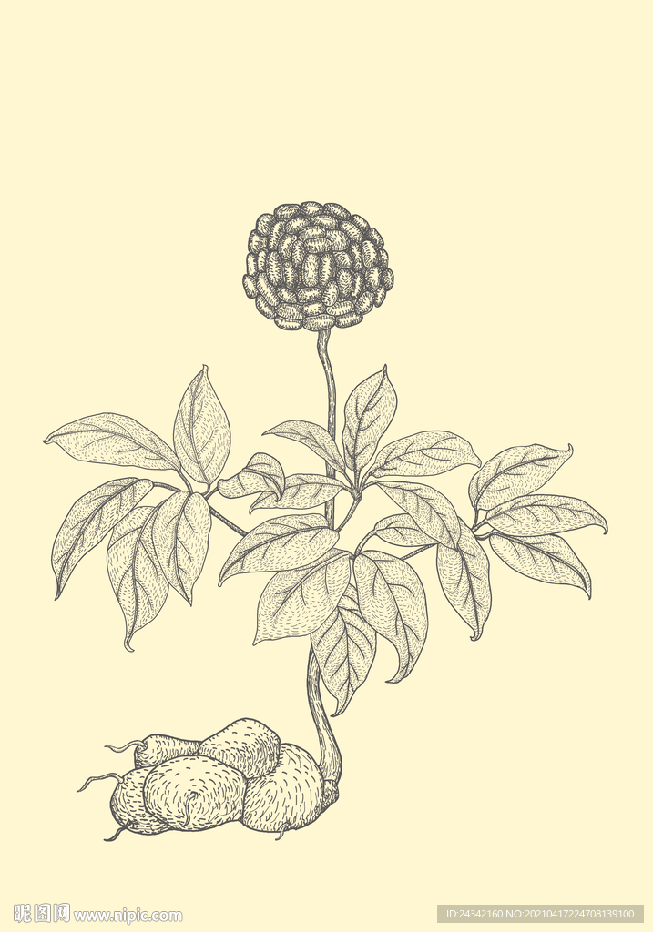 三七線描稿