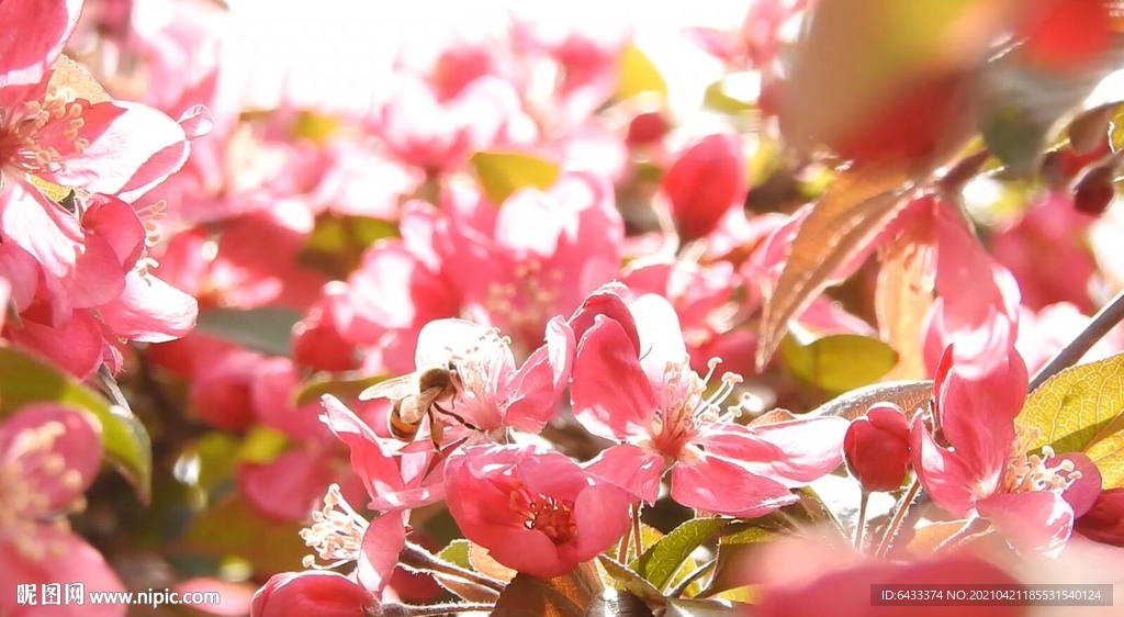 海棠花背景視頻
