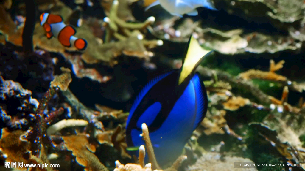 皇家蓝塘鱼在珊瑚礁里游泳热带鱼