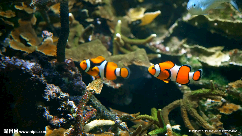 小丑魚 海魚海洋世界