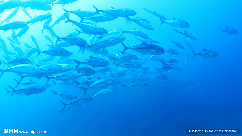 鱼游泳鱼群海鱼海底世界