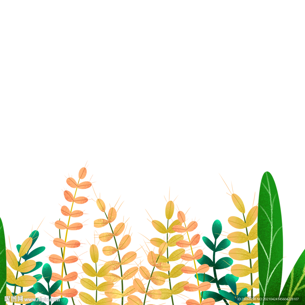 植物插画麦子夏季元素