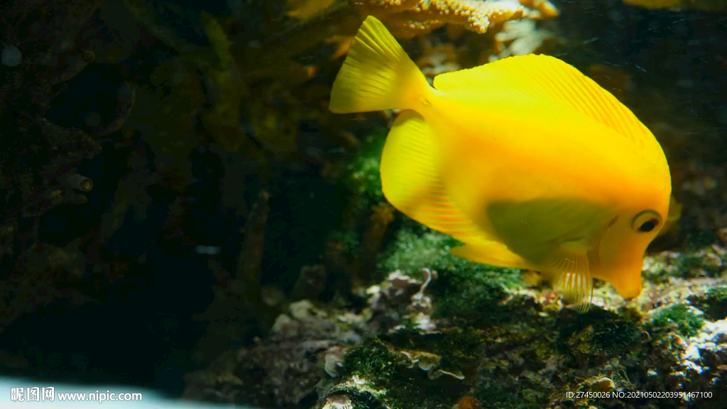 黄色鱼在珊瑚上游泳