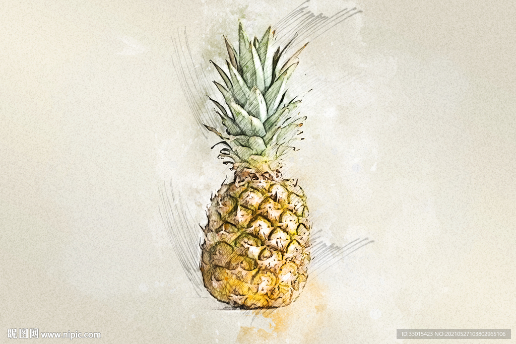 菠萝手绘素描彩绘插画
