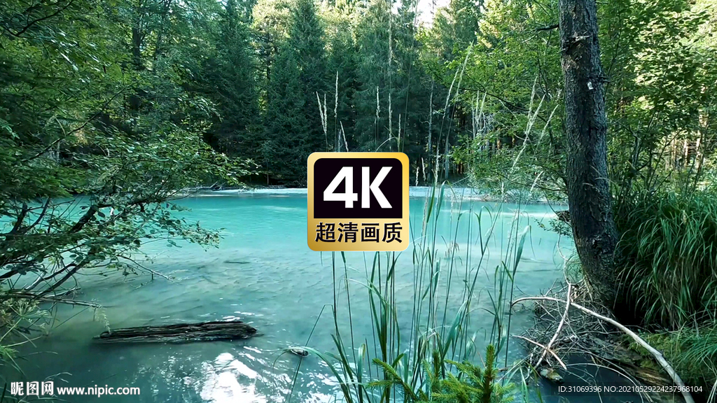 短視頻素材林中安靜流淌的湖水