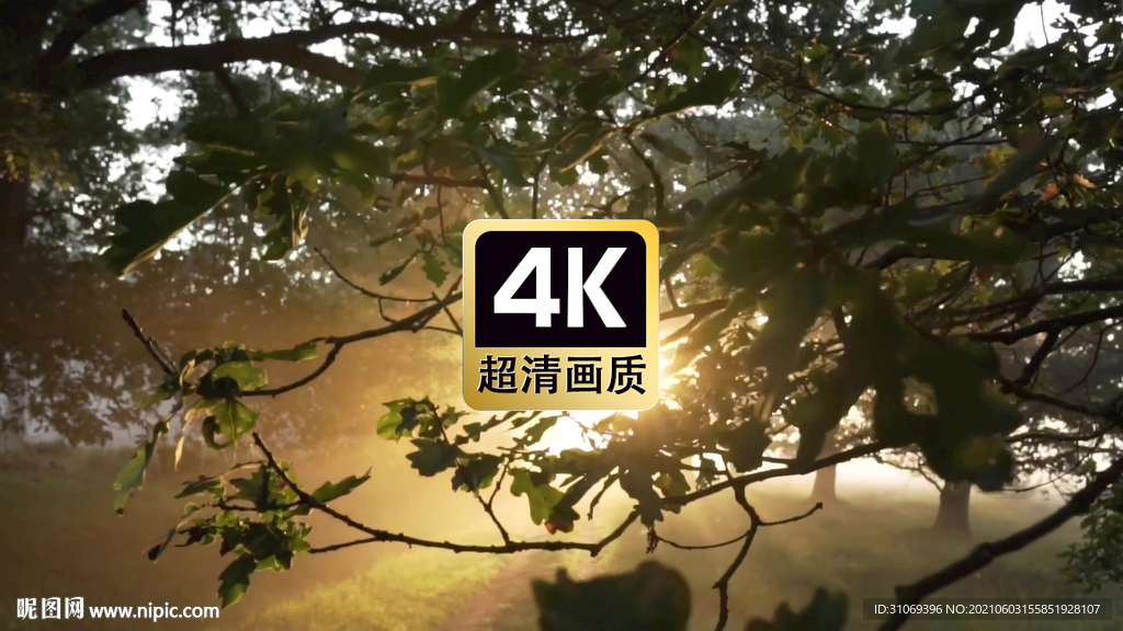 短视频素材阳光传统果林树林
