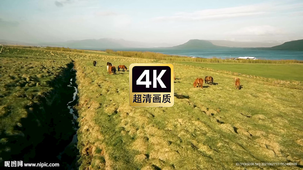 短视频素材草原上觅食的马群