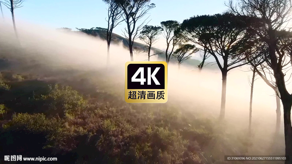 短視頻素材清晨薄霧樹林