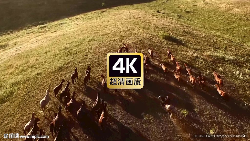 短视频素材草原上奔跑的马群