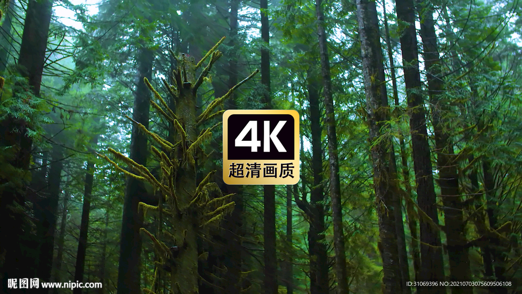 短视频素材森林中挂满苔藓的枯树