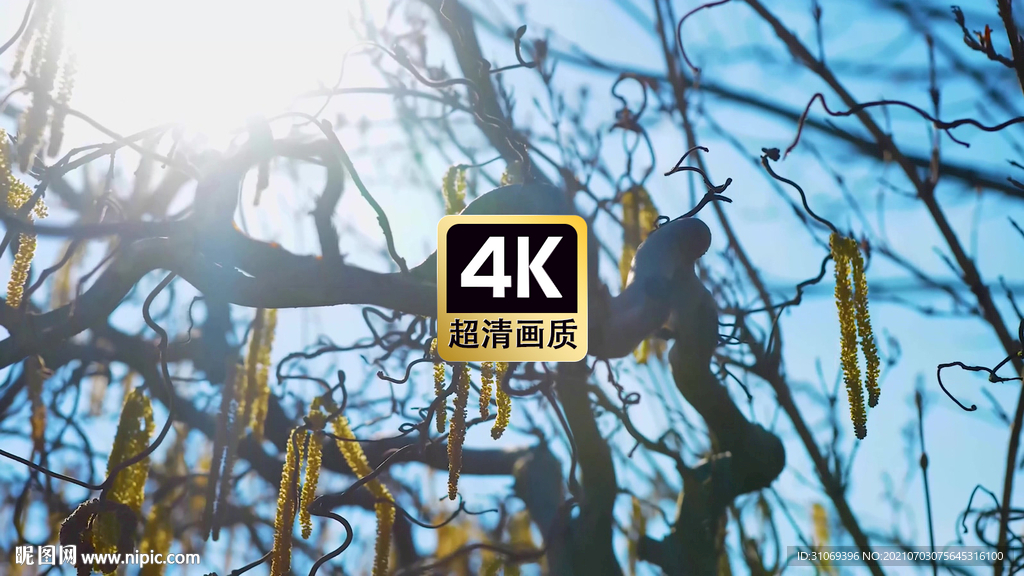短视频素材树枝上的杨树花