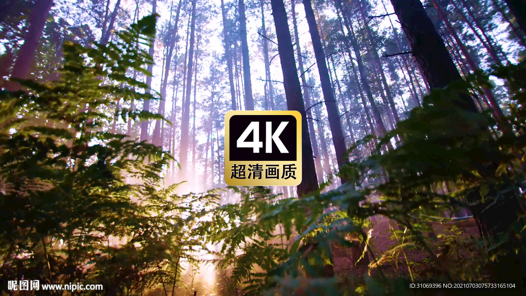 短視頻素材延時運鏡薄霧森林