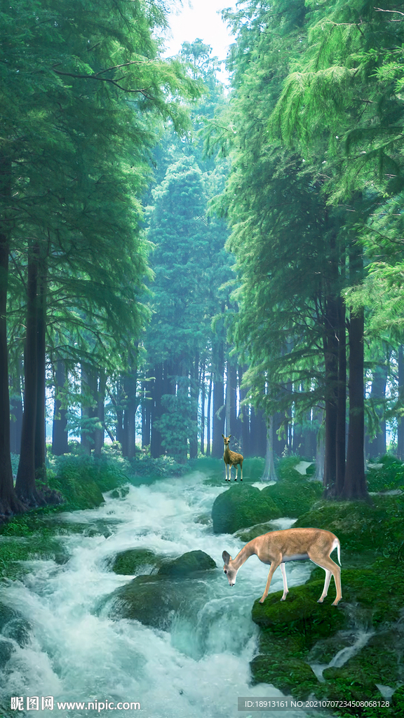 叢林小溪