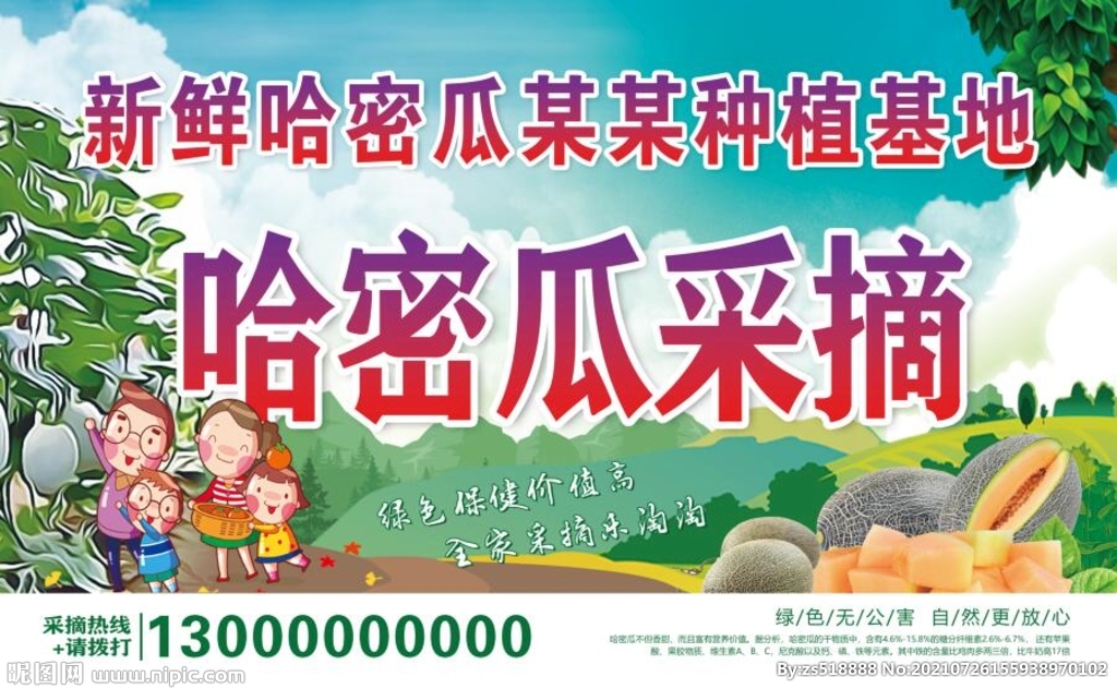 哈密瓜采摘