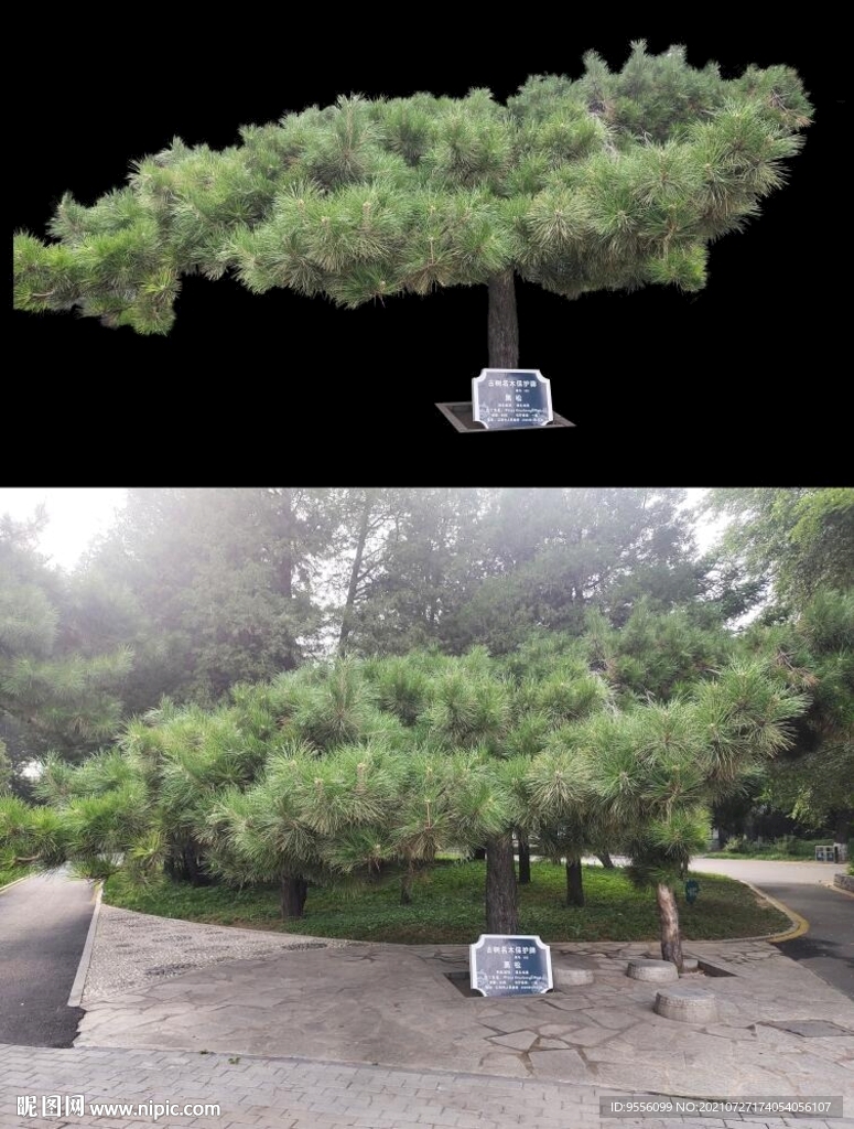 黑松樹木綠植景觀平時PSD素材