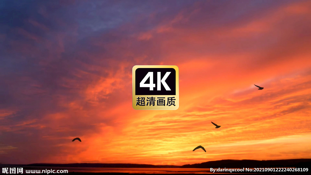 海上夕陽飛鳥美景