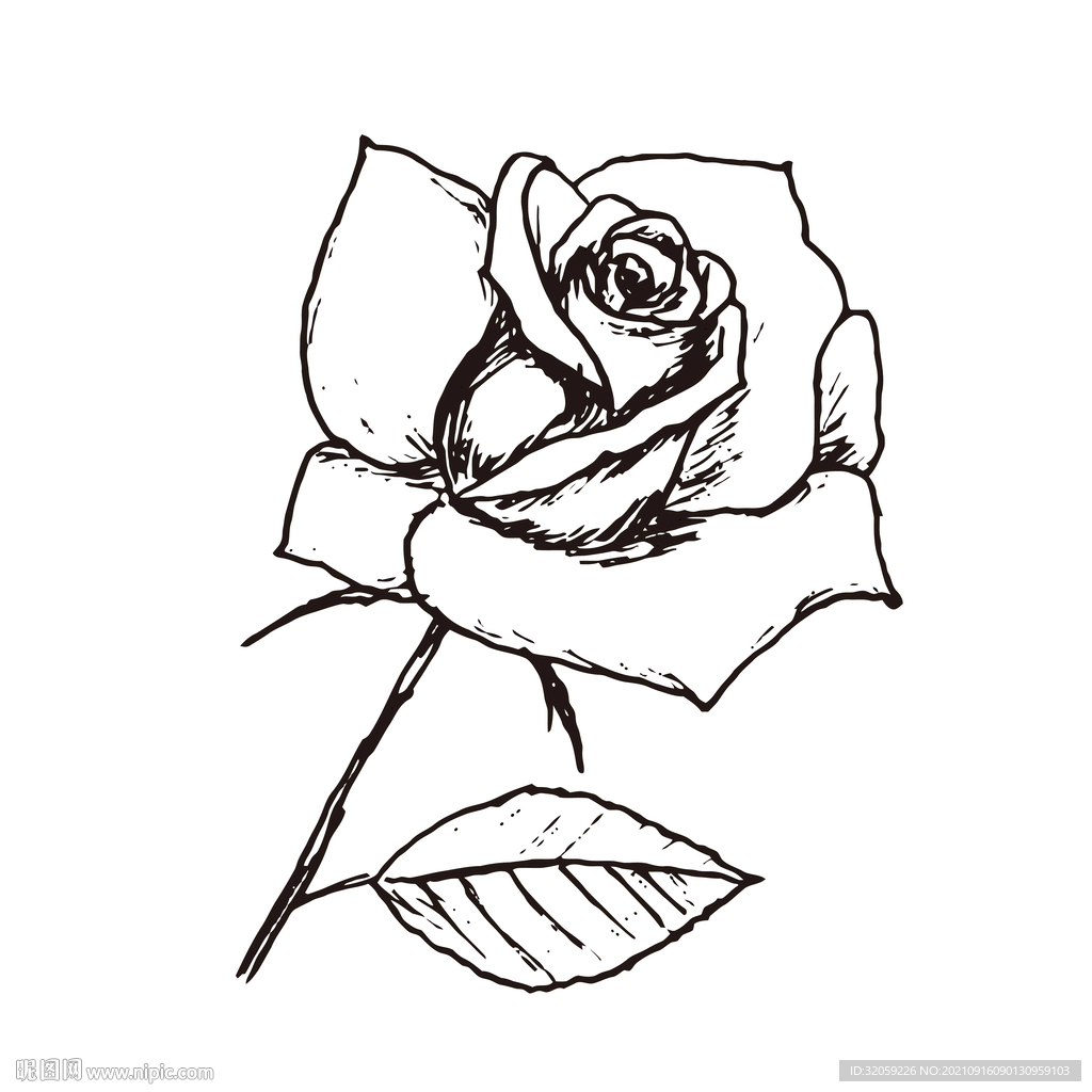矢量玫瑰花朵手绘线稿插画