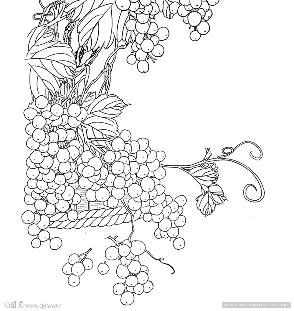 葡萄高清手绘线描