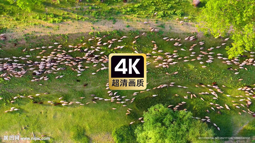 航拍草原上的羊群