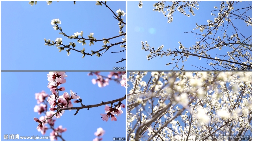 桃花視頻