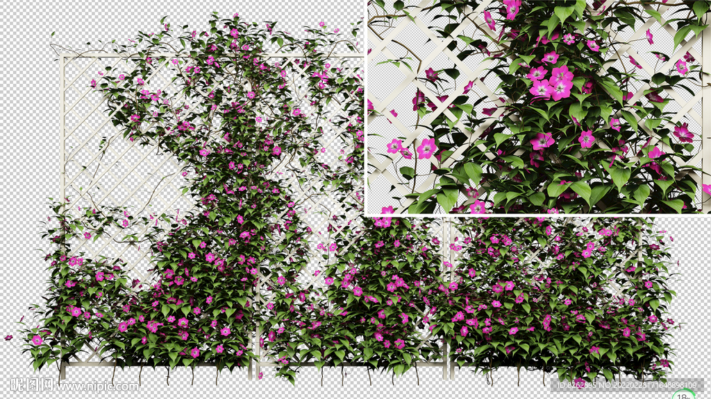 藤蔓  花墻