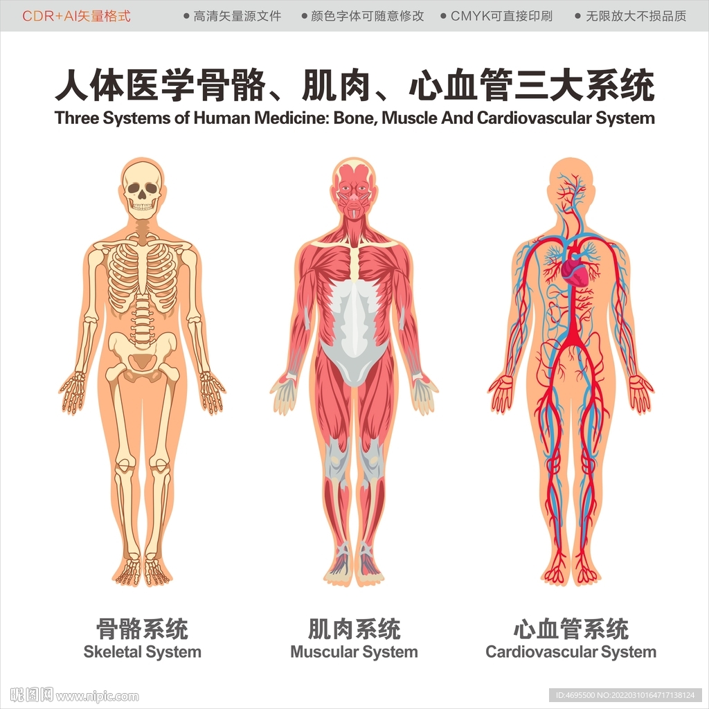 骨骼系统 肌肉系统 循环系统