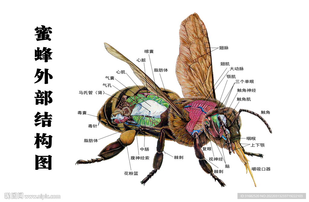 蜜蜂外部结构图片