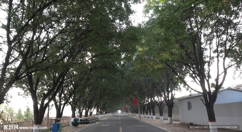 農(nóng)村綠樹(shù)道路