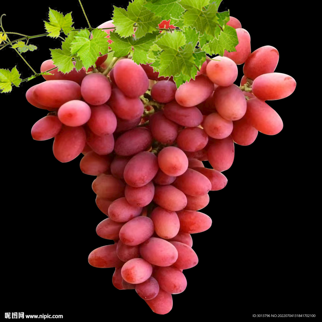 红葡萄 克伦生葡萄 分层葡萄