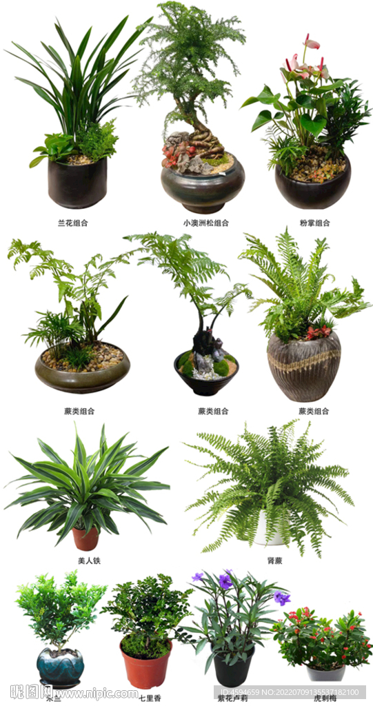 植物盆栽 盆景租摆 PSD