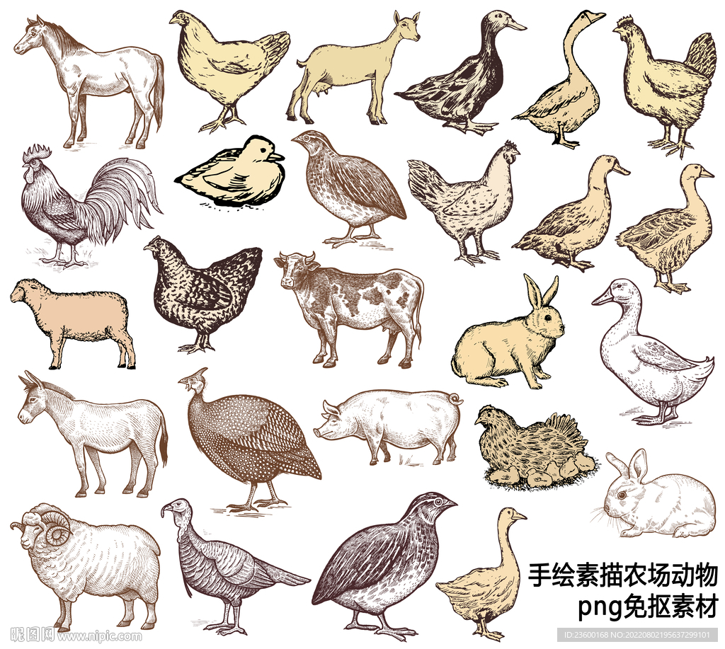 手绘素描农场动物