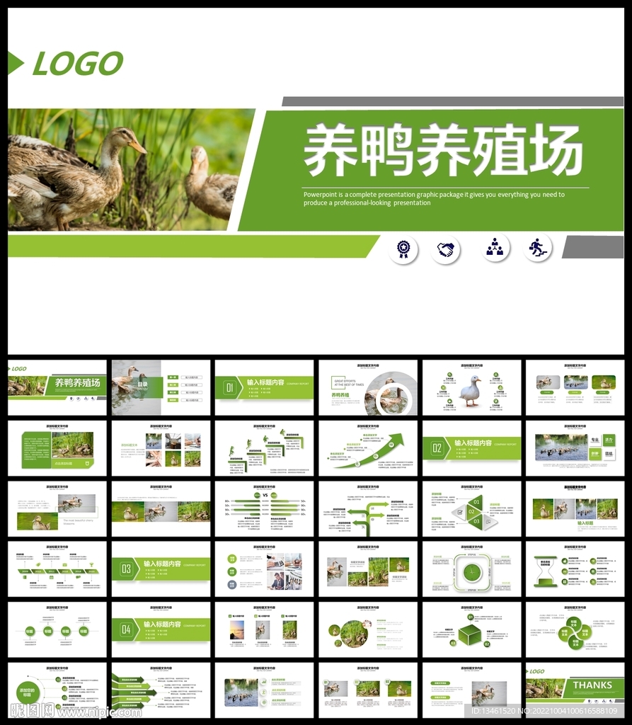 養鴨子養殖場鴨蛋PPT