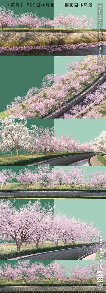 岸邊櫻花 