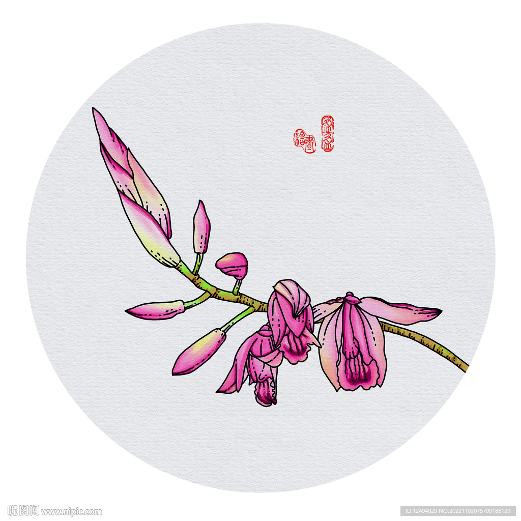 白芨