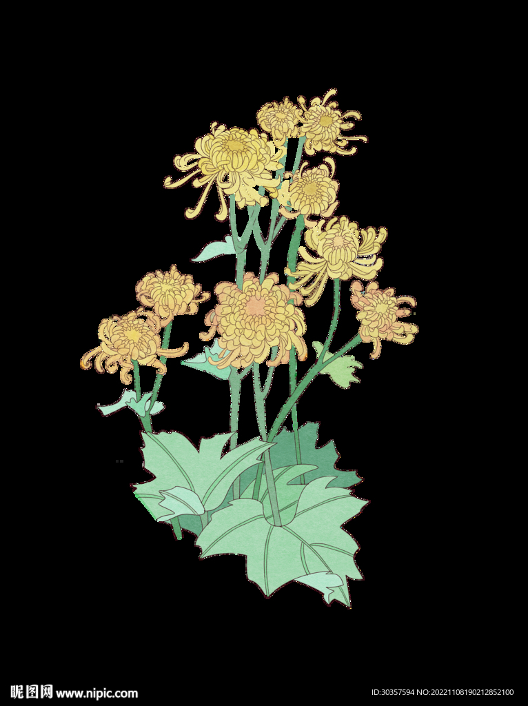手繪菊花