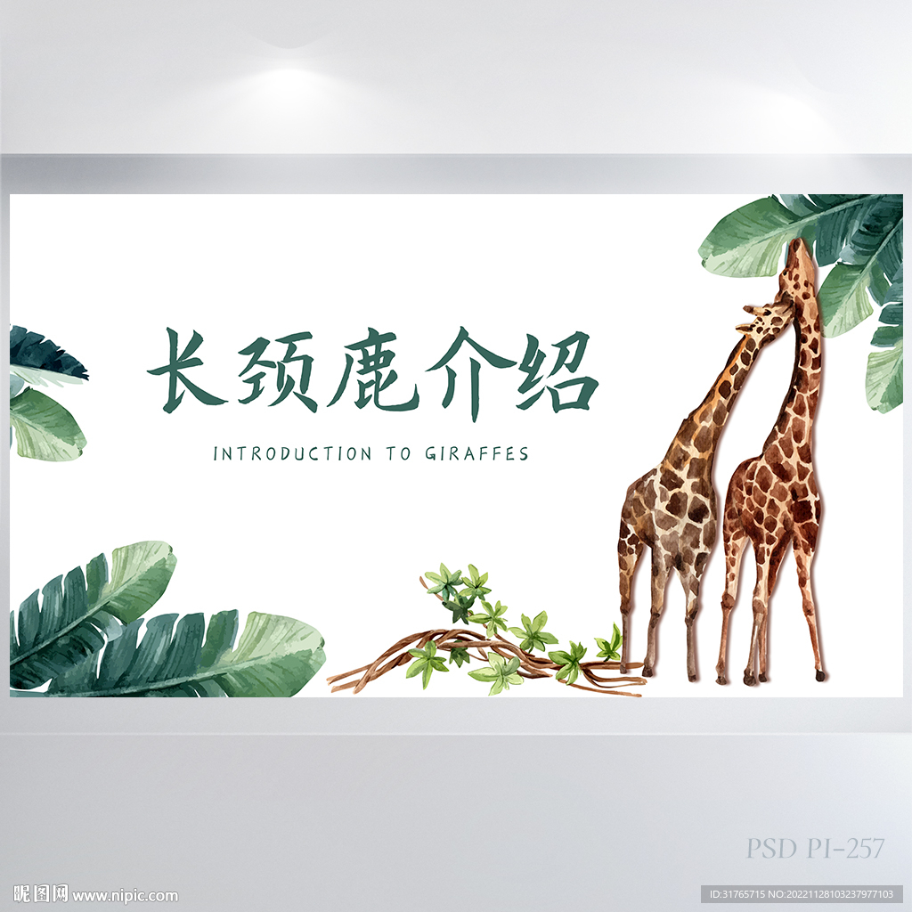 动物长颈鹿介绍宣传背景展板海报