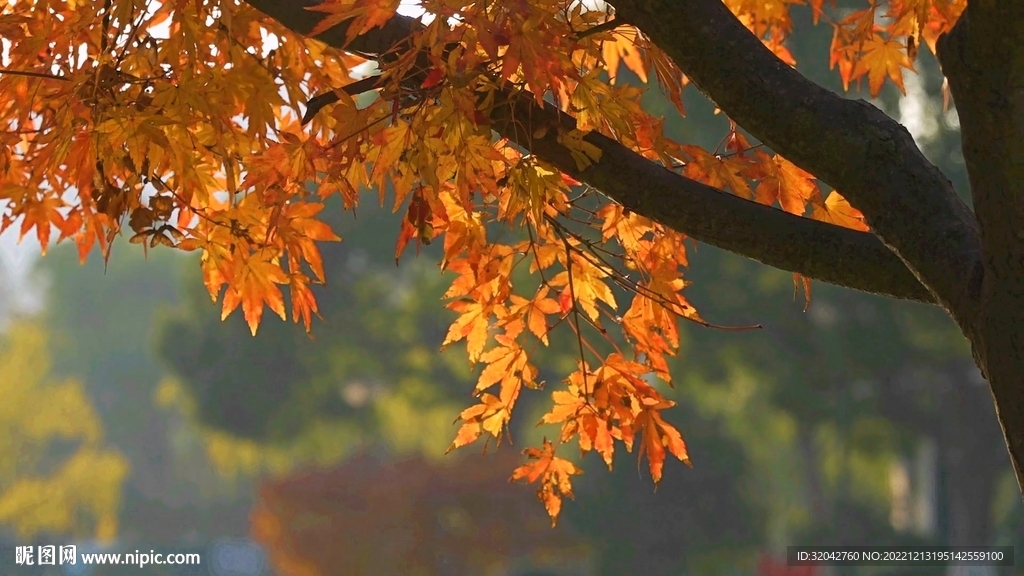 風(fēng)中的波光中紅色楓葉