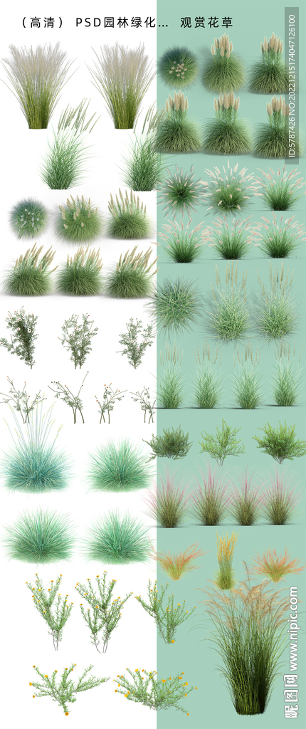 野草花卉植物