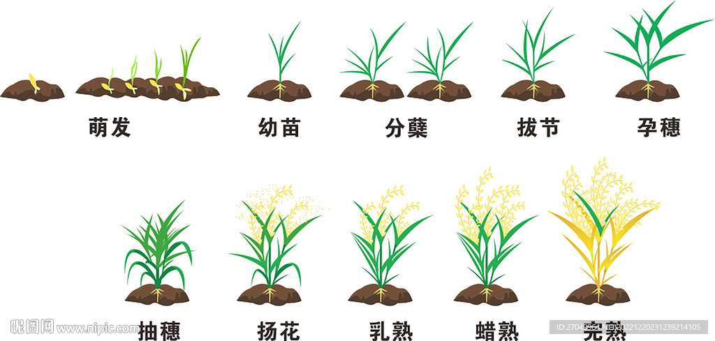 水稻的一生矢量图