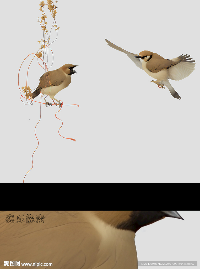 喜鵲麻雀花鳥工筆畫插畫