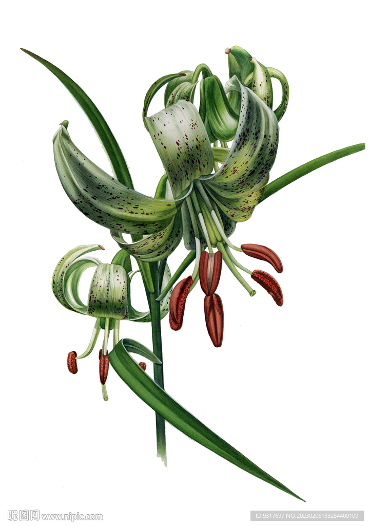 綠花百合