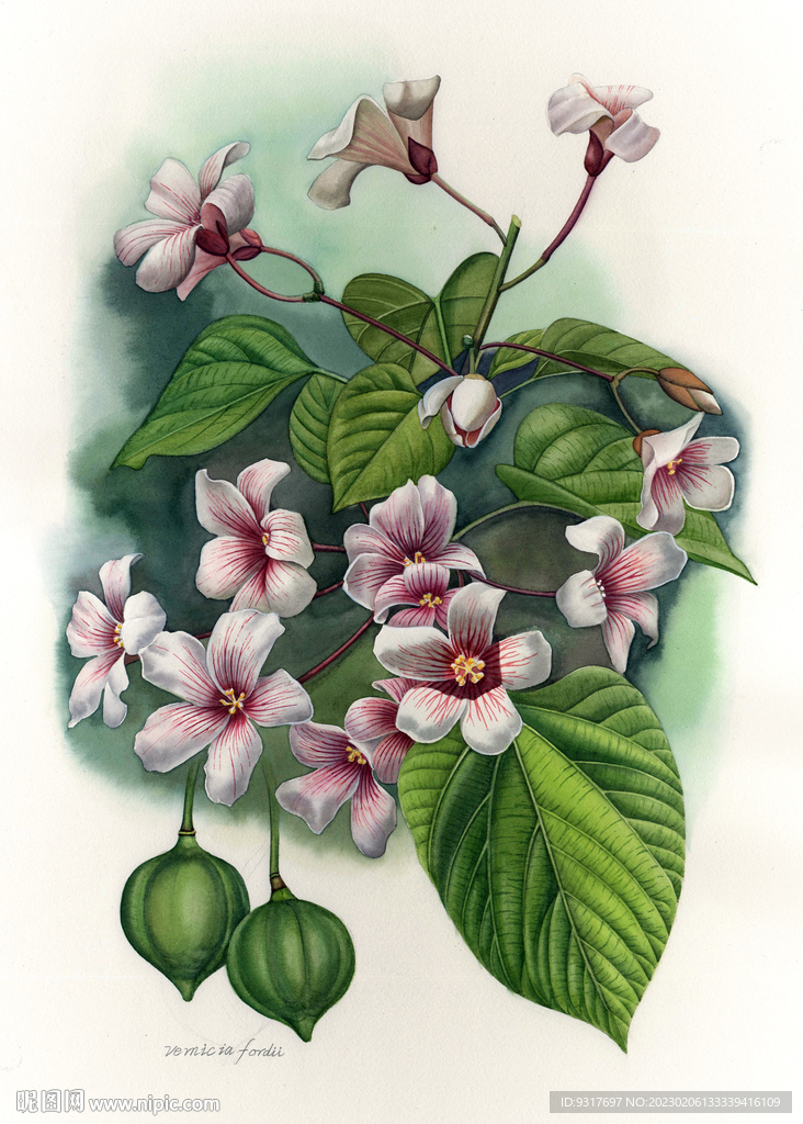 油桐