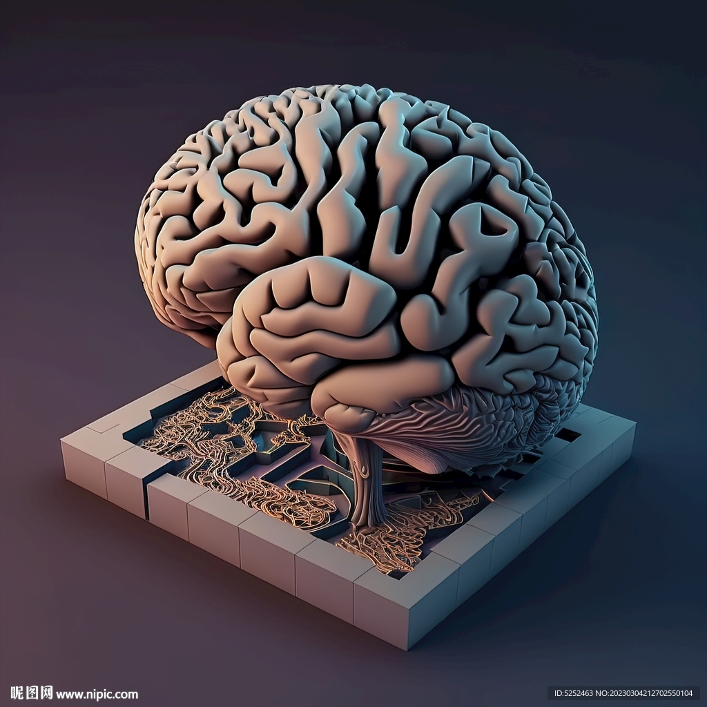 3D大腦模型