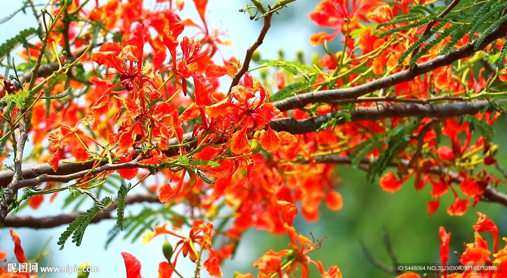 開花的樹 