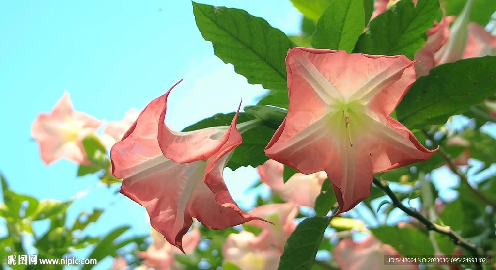 牽牛花