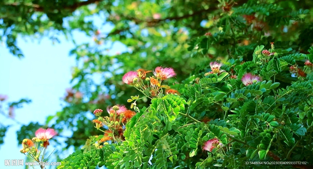 榕树开花