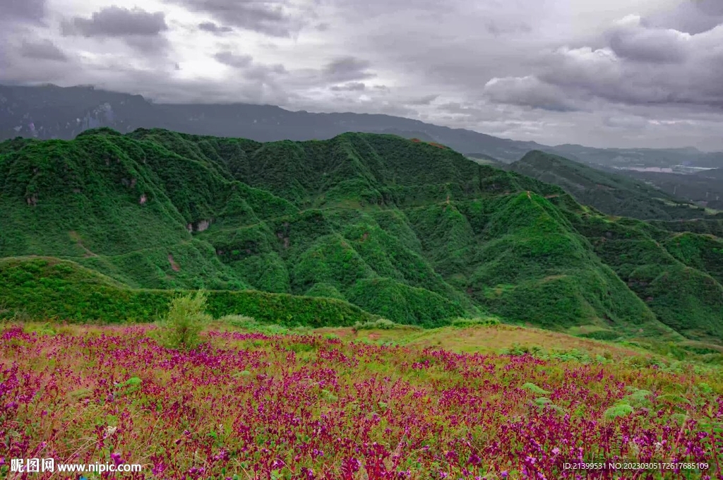 上高桥花海