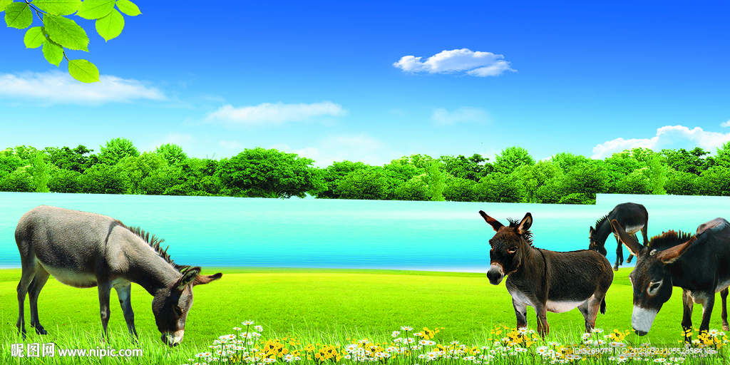 驴在草地喝水